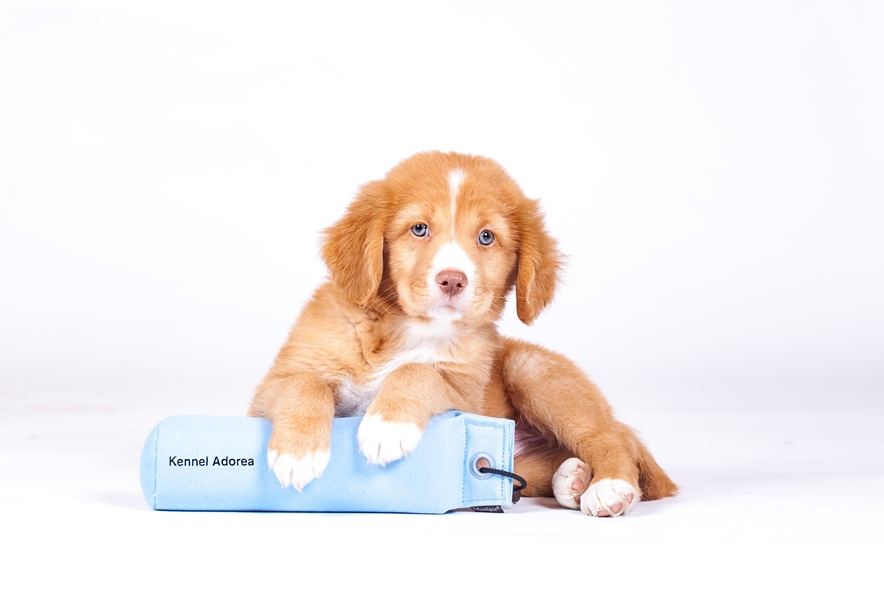 fysiker krysantemum Ruckus TOLLER PUPPIES – KENNEL ADOREA