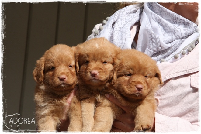 fysiker krysantemum Ruckus TOLLER PUPPIES – KENNEL ADOREA