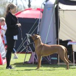 Farah winning her Danish CAC in Stepping May 2016 (1 year and 5 months old)