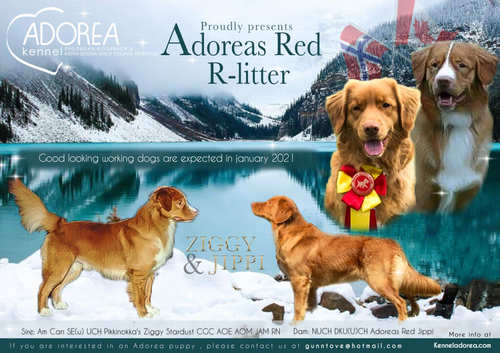 Adoreas_redRlitter_1